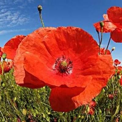 365平台下载app下载